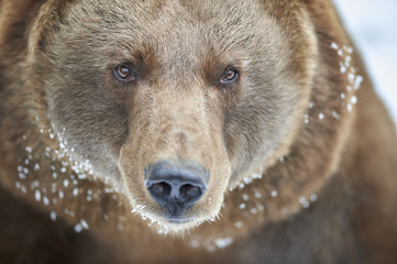 Braunbär im Schnee