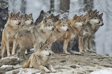 Photo sur Plexiglas Loup Meute de loups en hiver