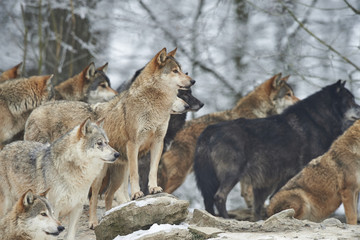 Obraz premium Wolfsrudel im Winter