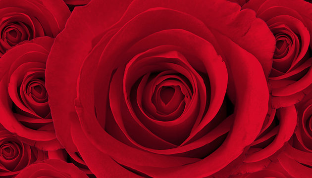 red rose flower background
