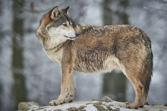 Wolf im Winter