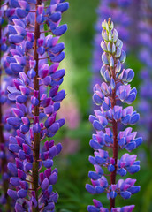 lupine