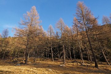 forest in the mountains