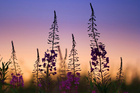 willow-herb flowers at sunset