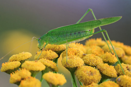 Phaneroptera falcata on tansy