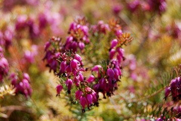 Blüten in warmen Farbtönen