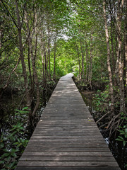 walkway in mangrove forest