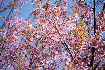 Pink sakura, Cherry blossom in Thailand.