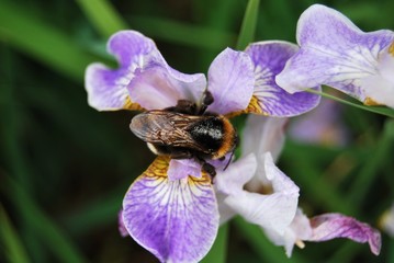 Schwertlilie mit Hummel