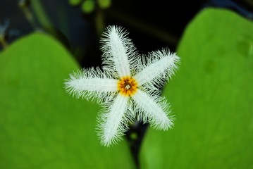 ausgefranste weiße Blüte