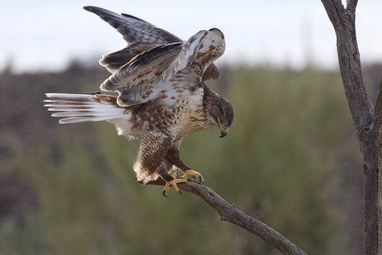 Active ferruginous hawk in Arizona