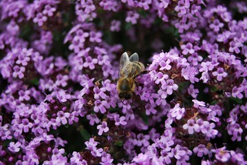 Biene und Thymiamblüten