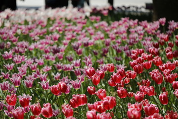 春のチューリップ