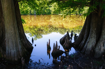 Leroy Percy State Park