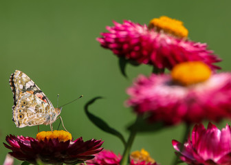 papillon