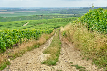 Fototapeta na wymiar Village road between vineyards in Champagne-Ardenne, France