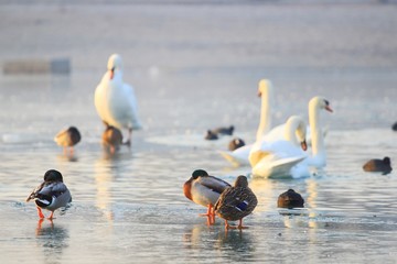 Duck and swan on lake in winter