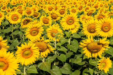 Sunflower field