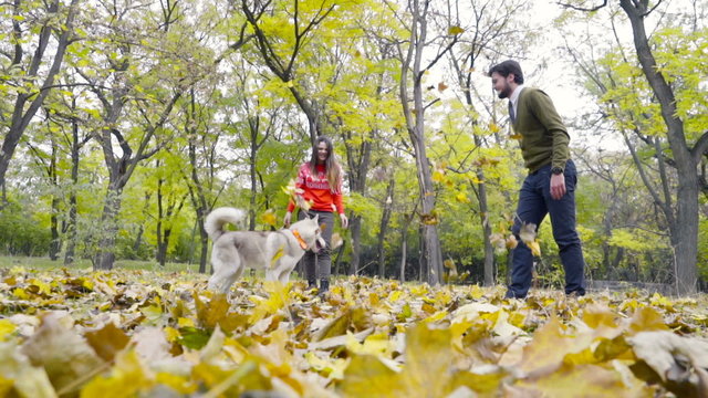 young couple playing with a husky dog in the autumn park slow motion
