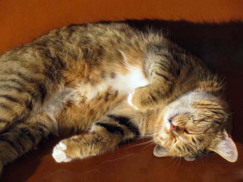 Funny cat basking in the sun