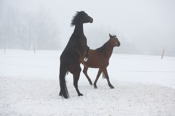 Two horses in winter