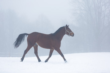 Horse running in winter