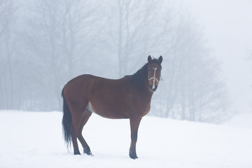 Horse in fog