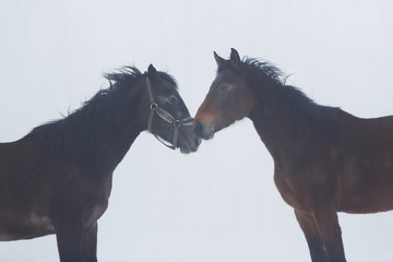 Two horses in winter