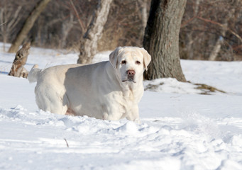 a yellow labrador in winter in snow