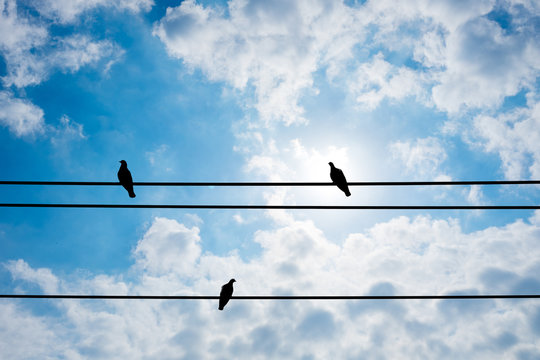 Three pigeon on electric wire and summer sky