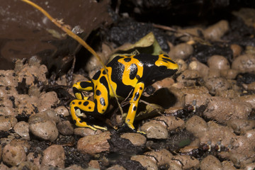 tiny dart frogs, Yelow-Banded Pison frog, Dendrobates leucomelas