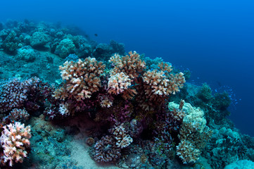Fototapeta na wymiar Little coral reef in micronesia.