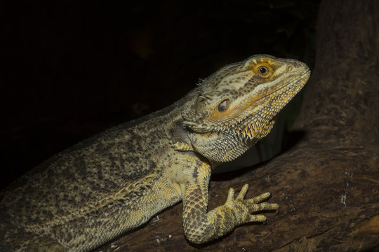 ordinary Australian agama, Central bearded dragon, Pogona vitticeps