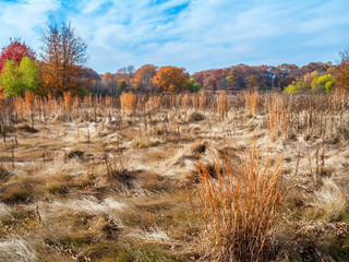 Wispy Autumn Field