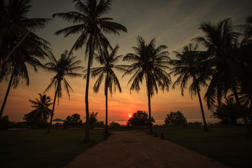 Silhouettes of palm trees with beatuful sunset on koh pangan