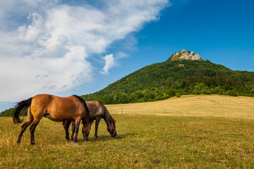 Fototapeta na wymiar Slovak horses in countryside
