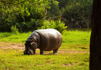Nilpferd hippopotamus