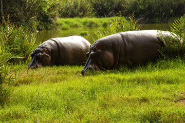 Nilpferd hippopotamus