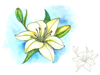 Fototapeta na wymiar Watercolor and line-art lily