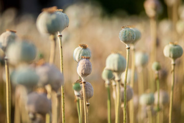 Garden poppy
