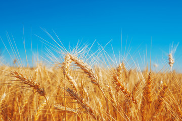 Gold wheat field and blue sky