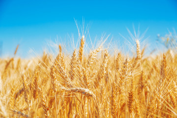 Gold wheat field and blue sky