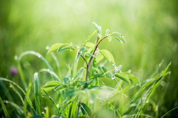 Naklejka premium Fresh green grass with water drops on the background of sunlight beams. Soft focus