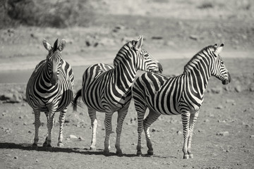 Fototapeta na wymiar Zebra herd in a black and white photo with heads together