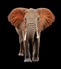 Türaufkleber Großer Elefant auf schwarzem Hintergrund © byrdyak