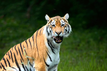 Fototapeta na wymiar Amur Tigers on a geass