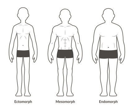 Male body type chart
