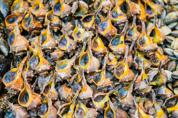 Close-up of seashells