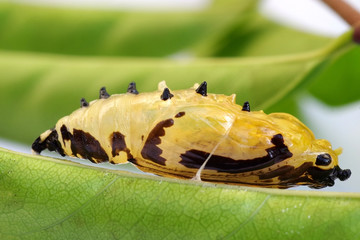 Butterfly pupa attach to leaf in nature green leaves background