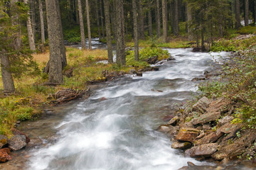 Bach durch den Wald